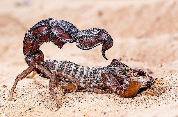 Arabian fat-tailed scorpion.jpg