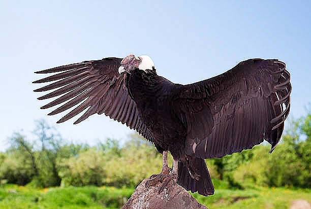 Andean condor.jpg