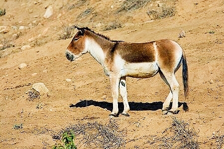 Kiang.jpg