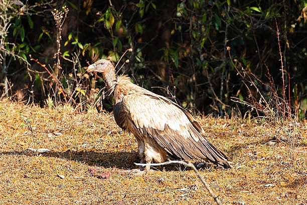 Himalayan vulture.jpg
