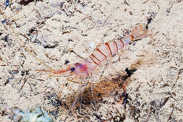 Common prawn.jpg