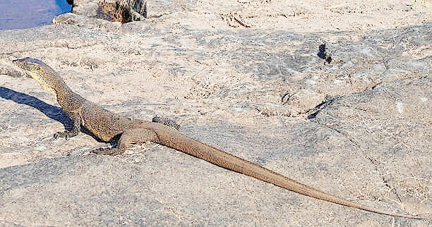 Mertens' water monitor.jpg