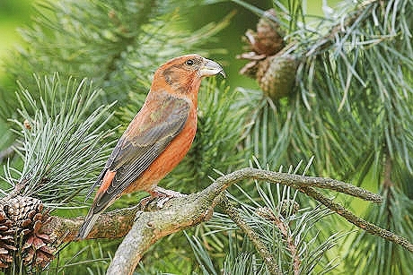 Scottish crossbill.jpg