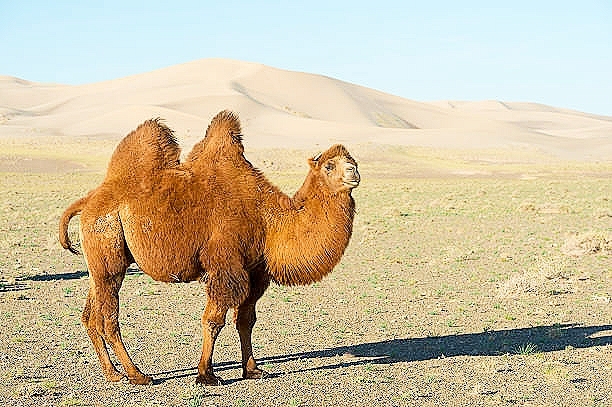 Bactrian camel.jpg