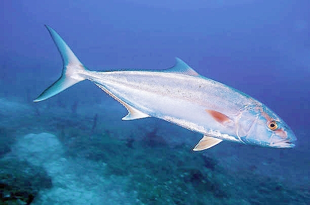 Greater amberjack.jpg