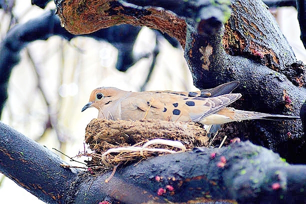 Mourning dove.jpg