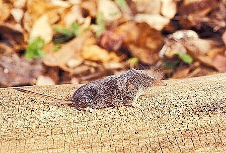 Masked shrew.jpg