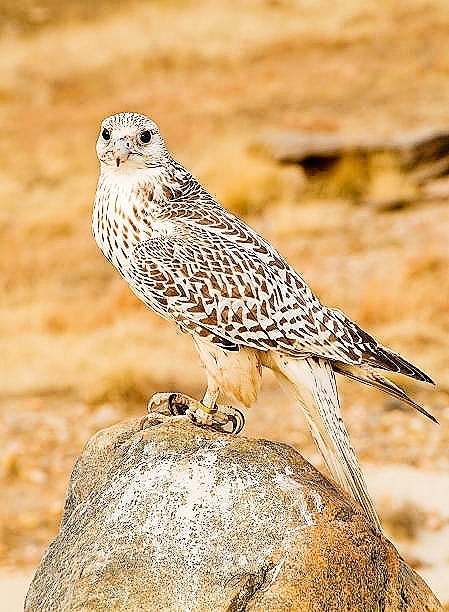 Gyrfalcon.jpg