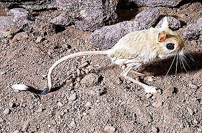 Lesser Egyptian jerboa.jpg