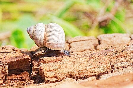 Land operculate snail.jpg