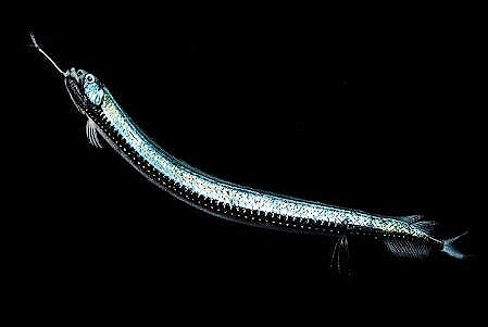 Honeycomb scaly dragonfish.jpg