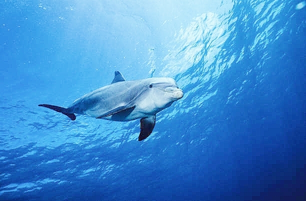 Atlantic bottlenose dolphin.jpg