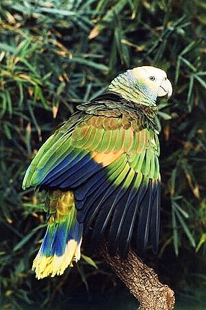 Saint Vincent parrot.jpg
