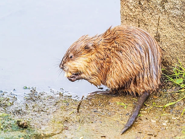 Muskrat.jpg