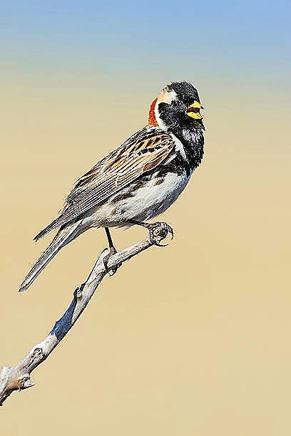 Lapland longspur.jpg