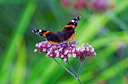 Red admiral.jpg