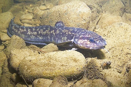 Burbot.jpg