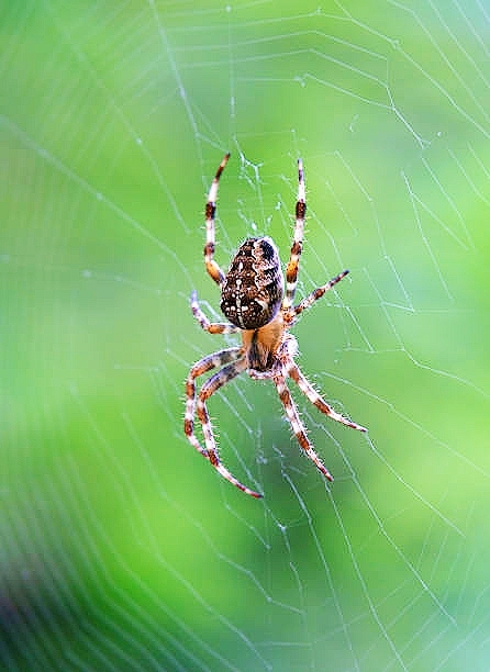 European garden spider.jpg
