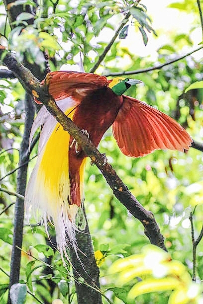 Greater bird-of-paradise.jpg