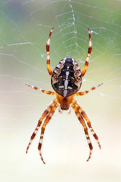 European garden spider.jpg
