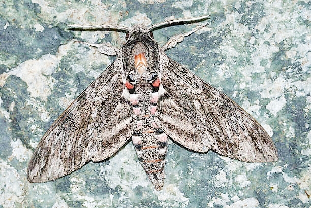 Convolvulus hawk-moth.jpg