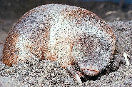 Grant's desert mole.jpg