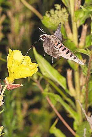 Convolvulus hawk-moth.jpg