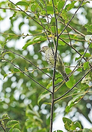 Sharpbill.jpg