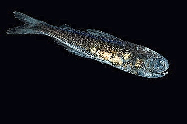 Spotted lanternfish.jpg