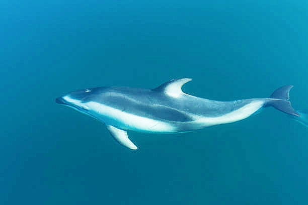 Pacific white-sided dolphin.jpg