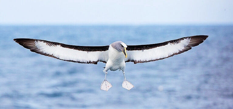 Buller's albatross.jpg