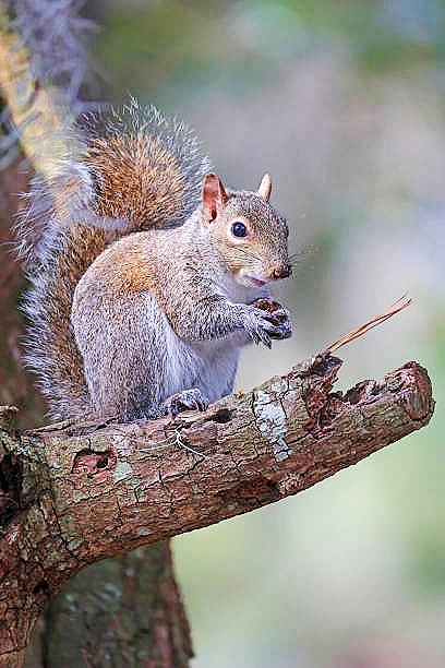 Eastern grey squirrel.jpg