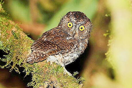 Mindanao scops owl.jpg
