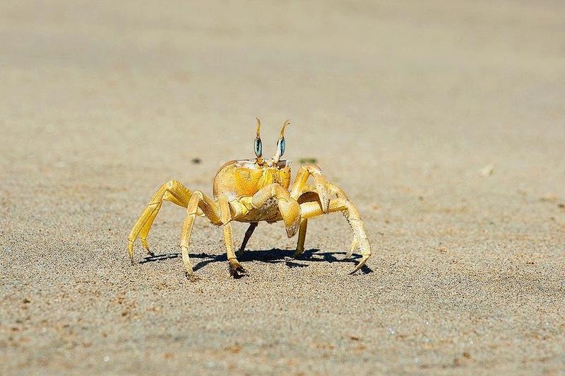 Tufted ghost crab.jpg