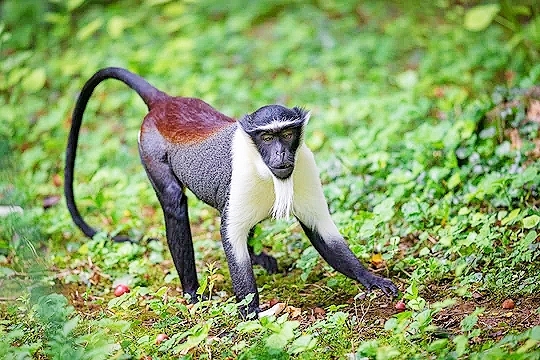 Diana monkey.jpg