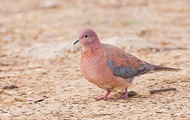 Laughing dove.jpg