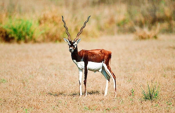 Blackbuck.jpg