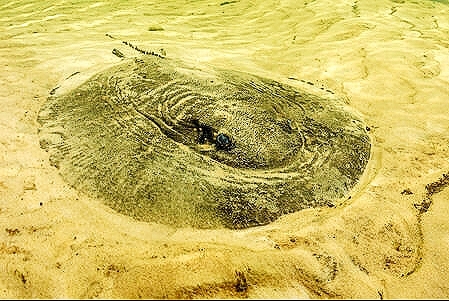 Paraná river stingray.jpg