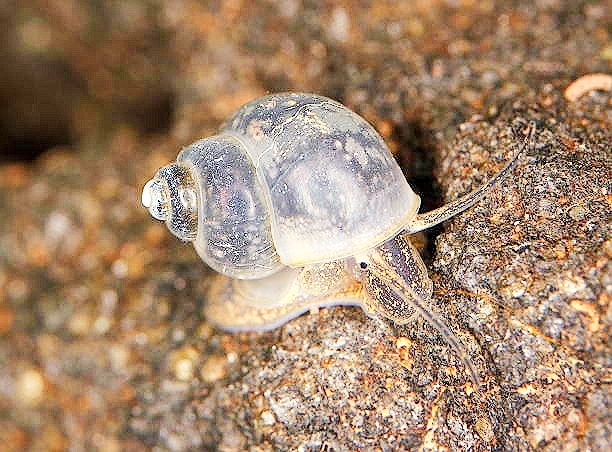 Faucet snail.jpg