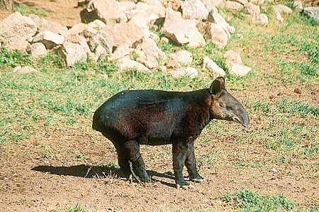 Mountain tapir.jpg