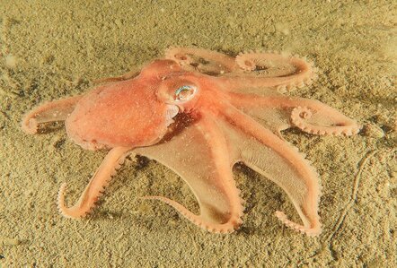 Smoothskin octopus.jpg