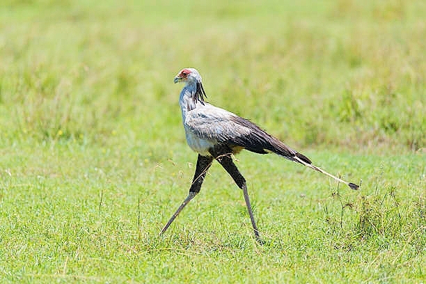 Secretary bird.jpg