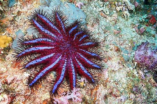 Crown-of-thorns starfish.jpg