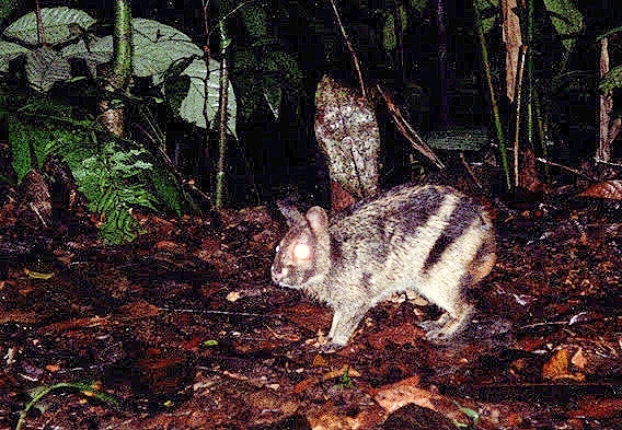 Sumatran striped rabbit.jpg