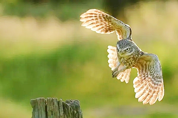 Little owl.jpg