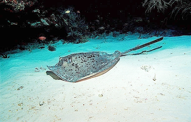 Blotched fantail ray.jpg