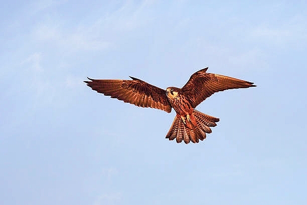 Eleonora's falcon.jpg