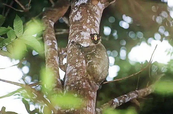 Philippine colugo.jpg