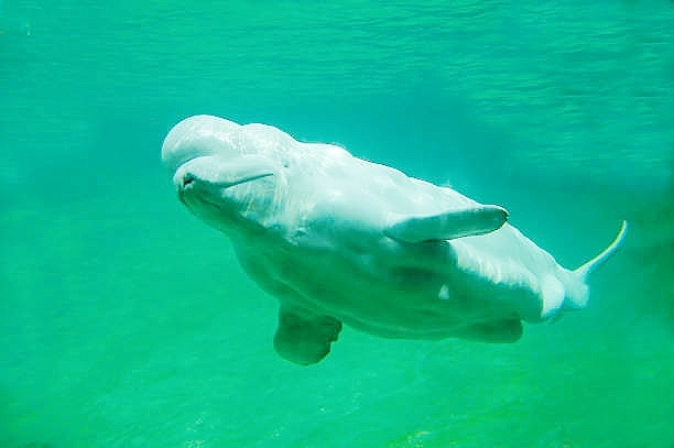 Beluga.jpg