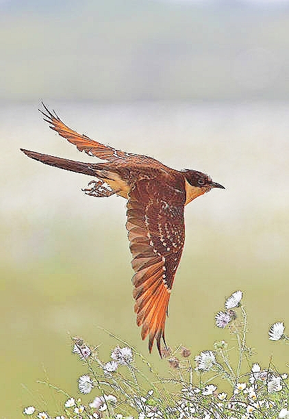 Great spotted cuckoo.jpg